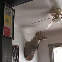 Nilgai Antelope Shoulder Mount