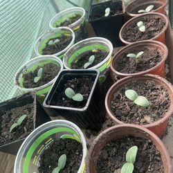 Cucumber, pea, and yellow squash plants! 