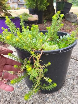 Succulents 4 all Seasons!  Perennial Planters