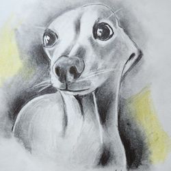 Pencil Portrait 11x14""Italian Greyhound "