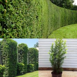 Podocarpus Plant For Hedges🪴 3gal Plantas De Podocarpus En 3gal