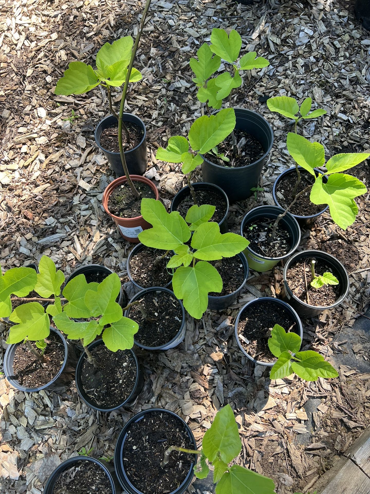 Green Fig Tree