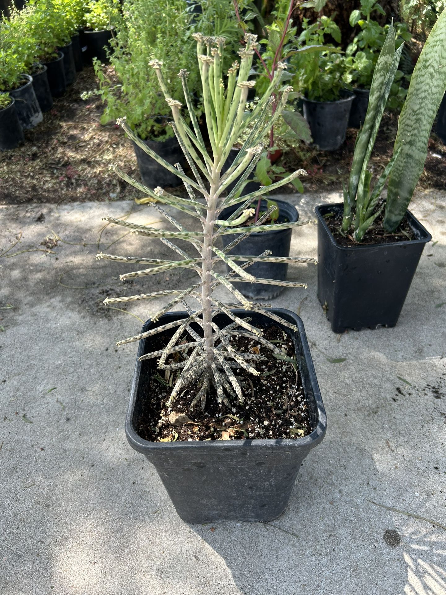 Kalanchoe Plant / succulent