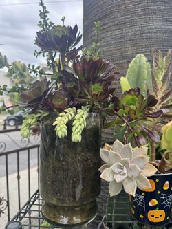 Beautiful Tall Succulent Arrangement 