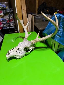 Whitetail Deer Skull with Antlers