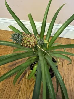 Ananas Mini Pineapple Plant