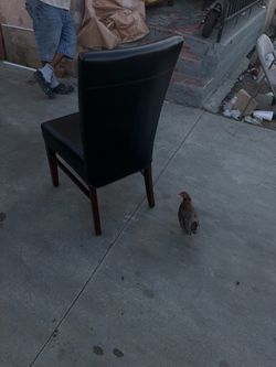 6 Black Leather Dining Chair Wood Legs