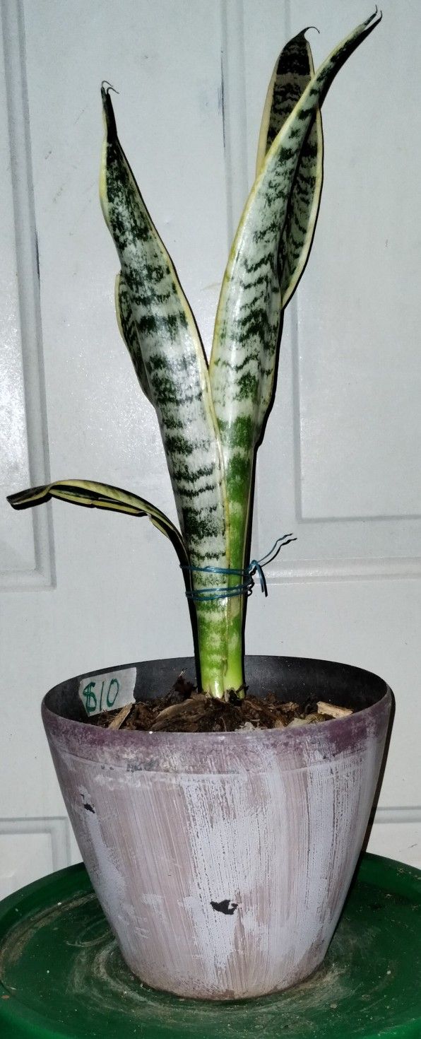 Snake π Plant