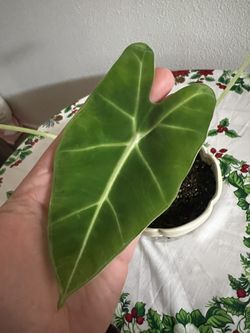 Alocasia - House Plant - Includes Pot