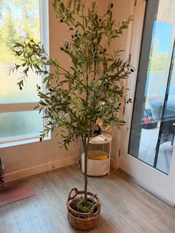 Fake Olive Tree