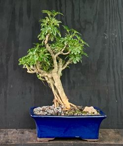 Bonsai Hawaiian Umbrella