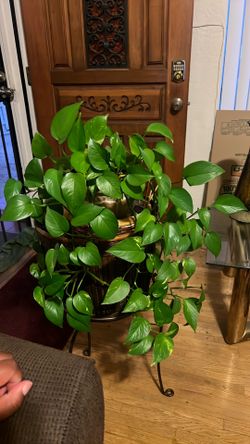 Real Plant