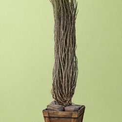 Ocotillo Tree (24gallons)