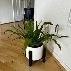 indoor plant