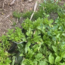 Herb Mints - Sour Sore