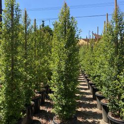 Eugenia Privacy Hedge