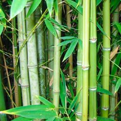 Japanese Bamboo Plant Cuttings 🎋