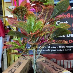 36 In Artificial Topiary Croton Tree