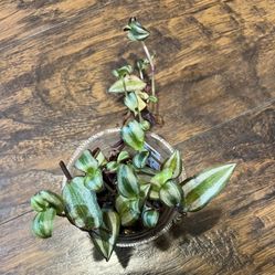 Purple Zebrina Plant