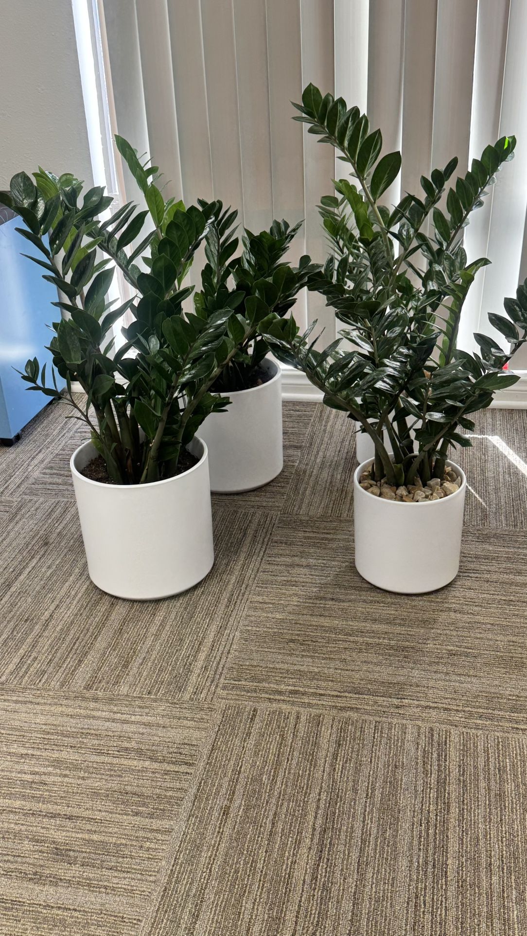 Zee Zee Houseplants Assorted Sizes 