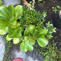 Succulent Plants 