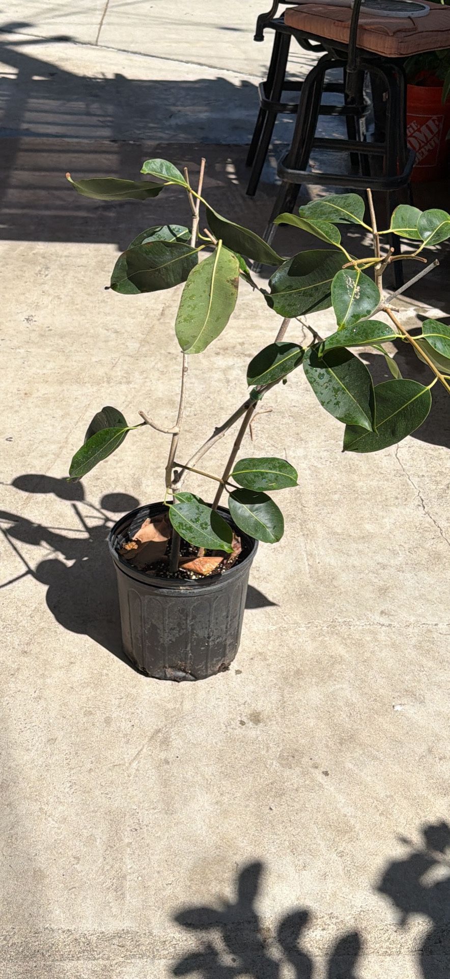 Airlayed Jamun/duhat Tree