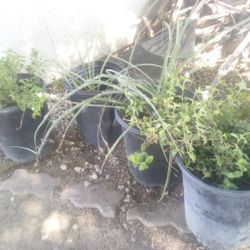 Potted Plants 