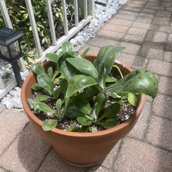 Succulents 
