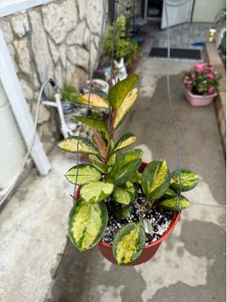 Hoya Lisa plant ( white fragment flowers)