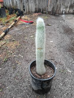 Old man cactus plant