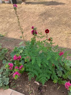 Part Three Of The Many plants