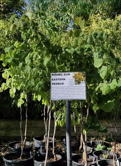 Rising Sun redbud trees great deals