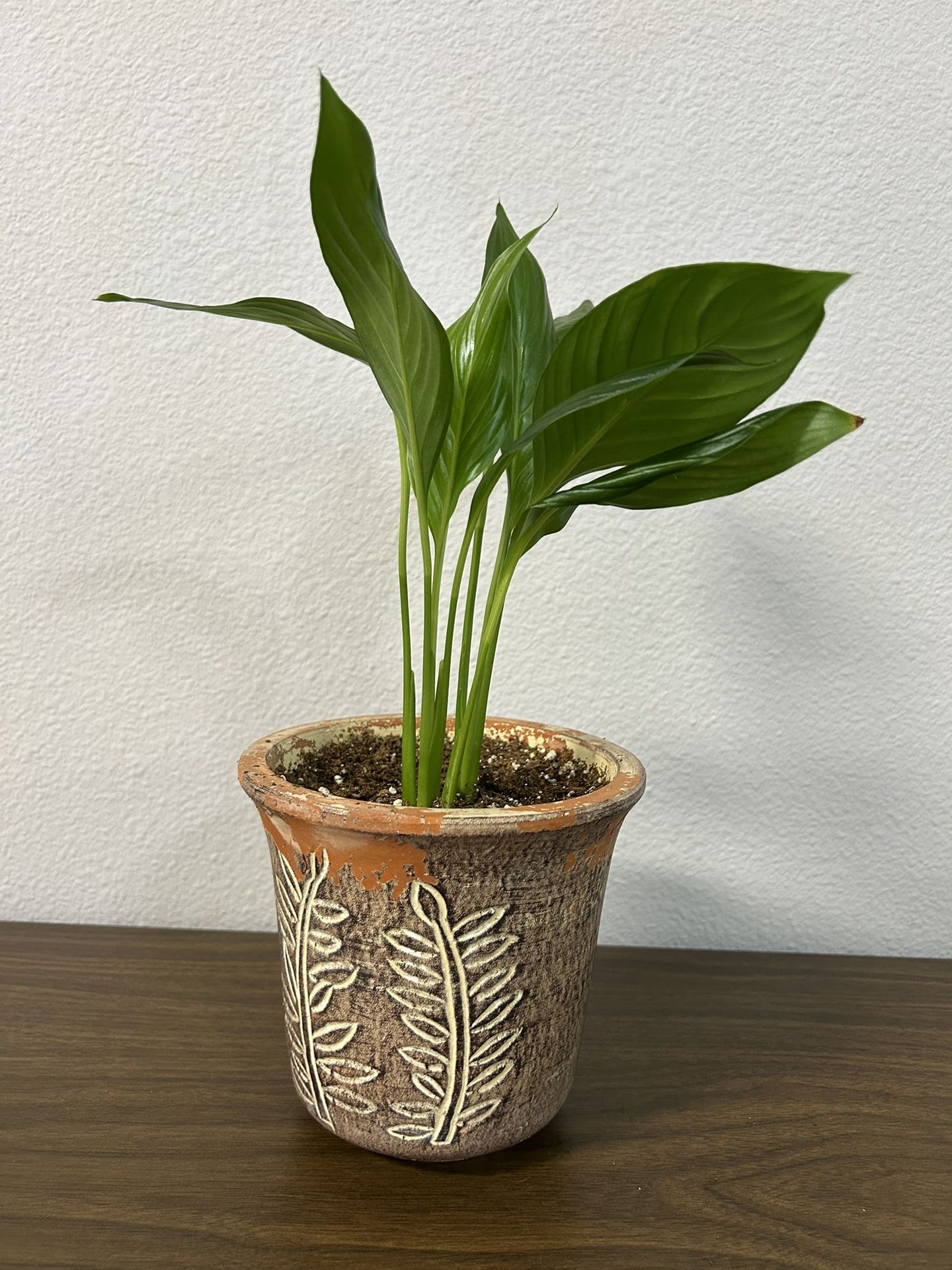 Peace Lily (indoor Plant)
