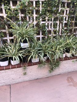 Spider Plants 1gals Pots 
