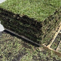Sod For Sale Grade A Quality 