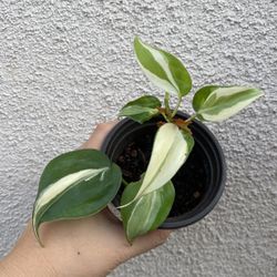 Beautiful Philodendron Rio Sport Plant 