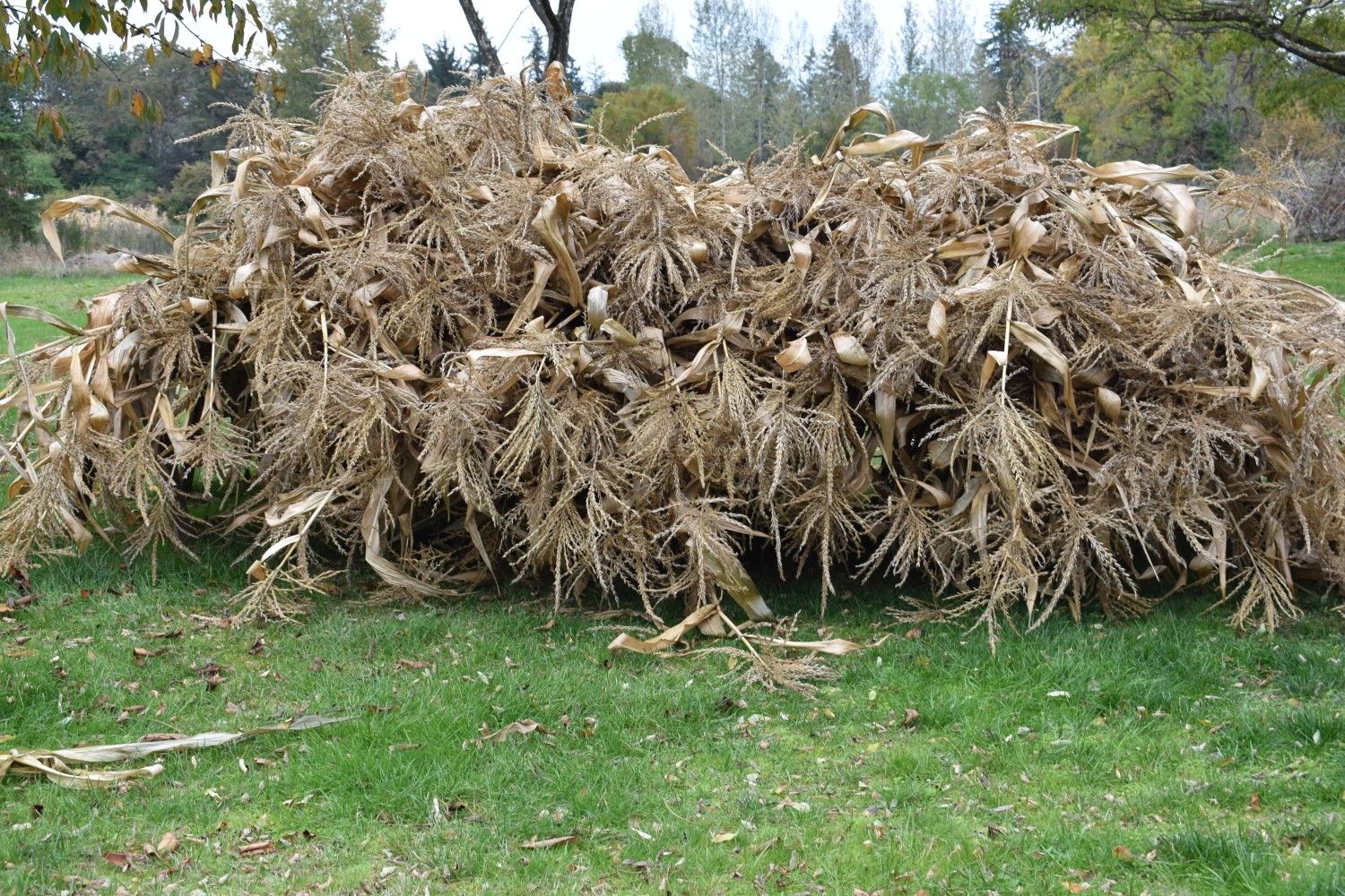 Corn Stalks For Halloween Decorations, Cattle Feed, Or Livestock!