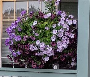 Purple petunias hanging basket