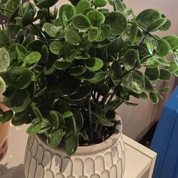 Table Decore Plant Pots