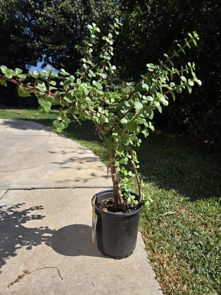 Bush Jade Tree 