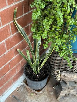 Snake And Elephant Food Plants