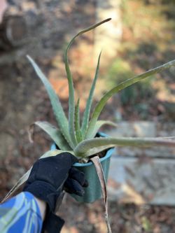 Large Aloe Vera Plant
