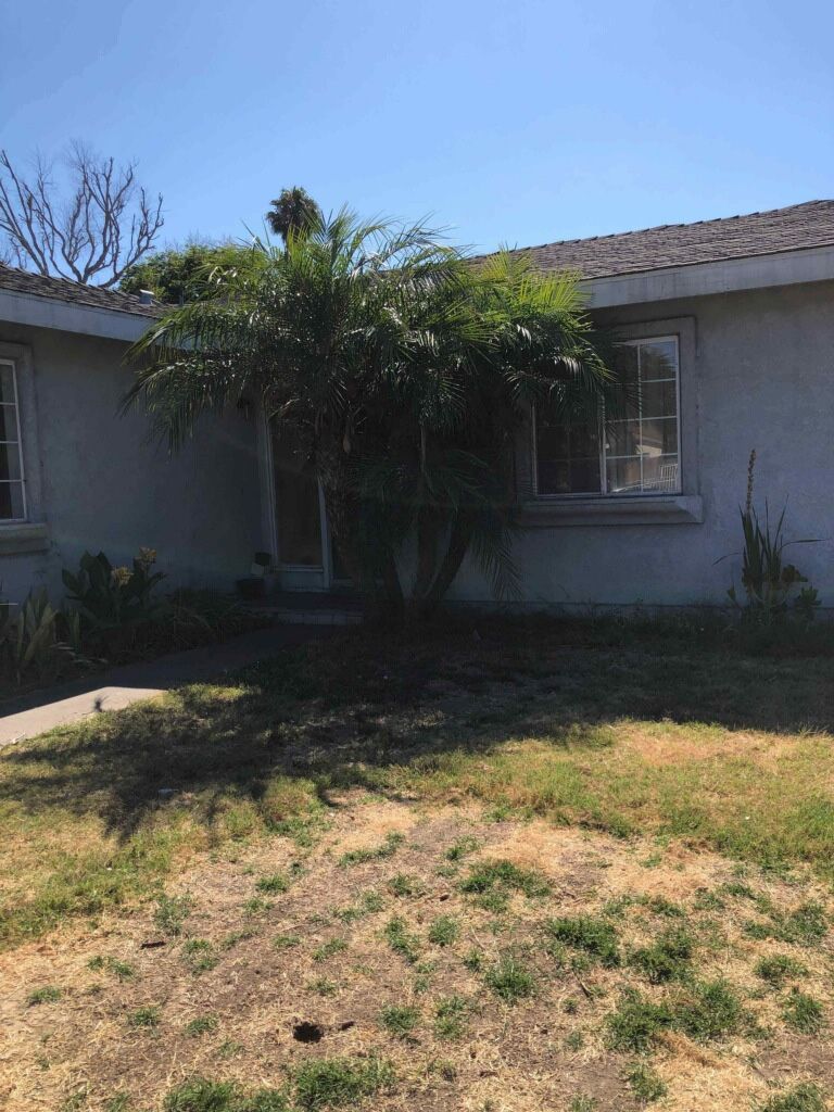 Quadruple Roubellini Palm 8ft Free  Oceanside