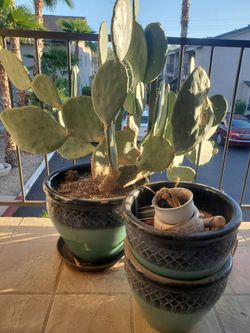 Set of 4 Large Glazed Ceramic Garden Planters / Pots + Cactus