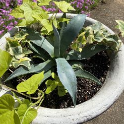 Blue Agave And Plants