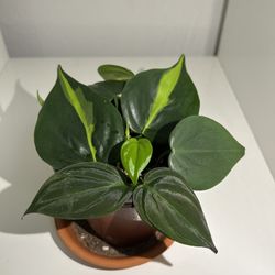 Philodendron Medley