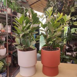 $15 Each One Indoor Plant & Pot