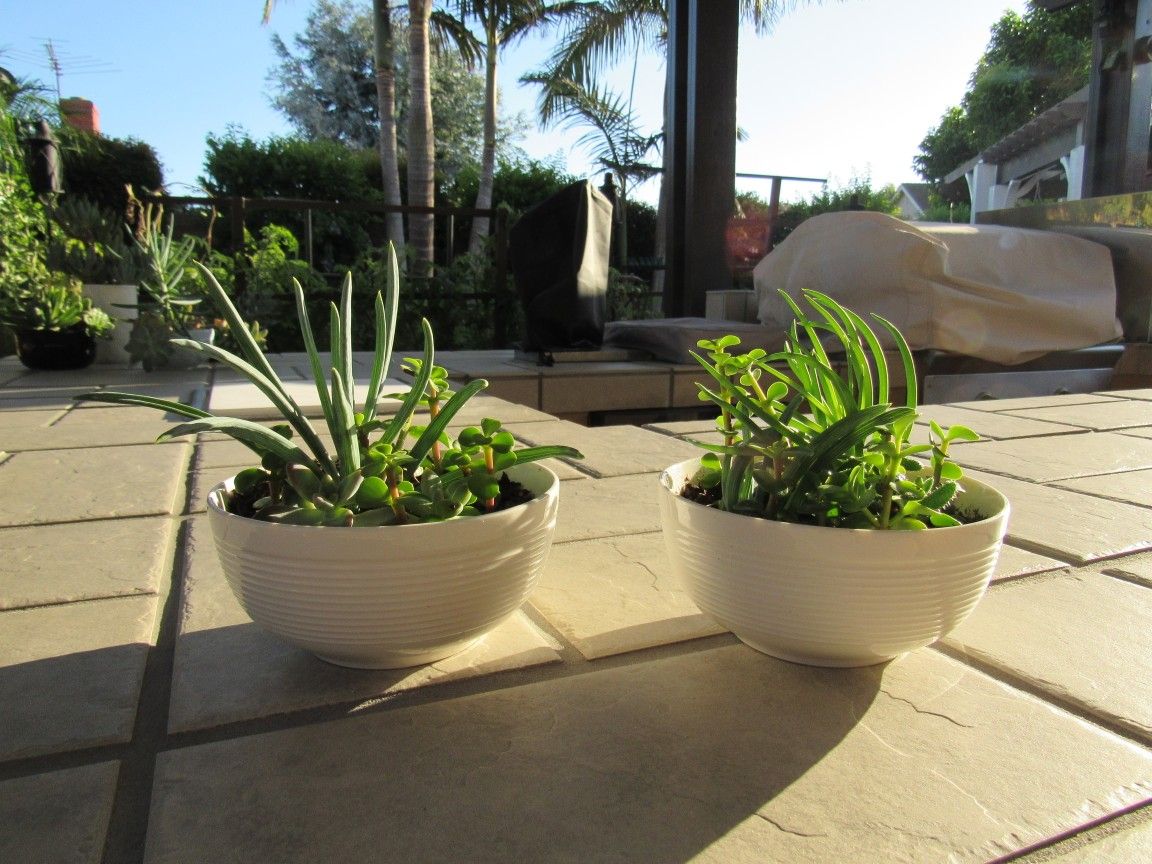 Pair Of White Pattern Garden Pots With Succulents