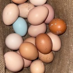 Fresh Eggs
