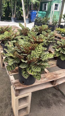 3 Gallons Calathea - $15